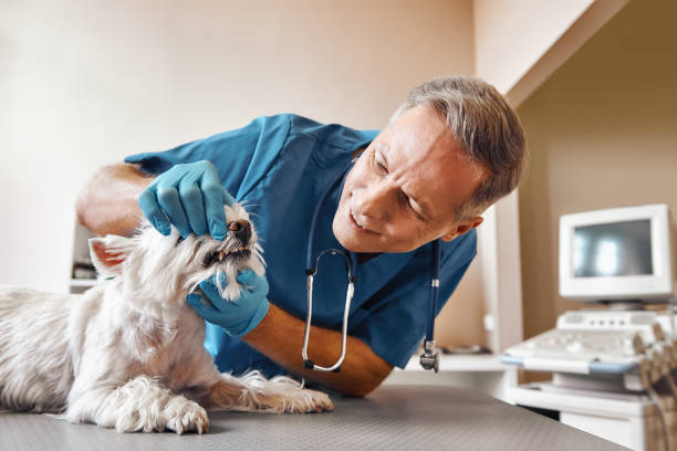 Best 24-Hour Emergency Dentist in Malvern, AR